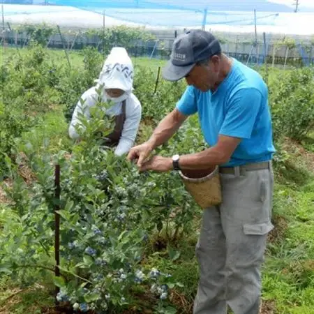 信州　中野市産ブルーベリー100g 24パック入り【配送不可地域：離島】【1494243】
