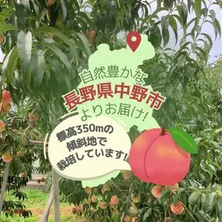 黄金桃 約3kg(8～12玉)【配送不可地域：離島】【1495414】