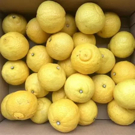 【さわやか柑橘】和歌山県産はるかみかん約4.5kg(サイズ混合　秀品)【日高町】【1500855】