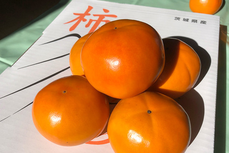 【数量限定・先行予約】 富有柿 2L 14玉 《11月13日～12月10日発送予定》 柿 かき カキ 果物 くだもの フルーツ (茨城県共通返礼品 石岡市) 67-B
