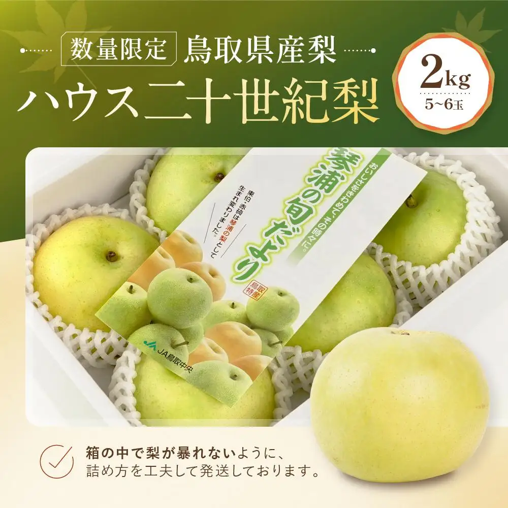 【先行予約】数量限定 鳥取県産梨 ハウス二十世紀梨 2kg（5～6玉）