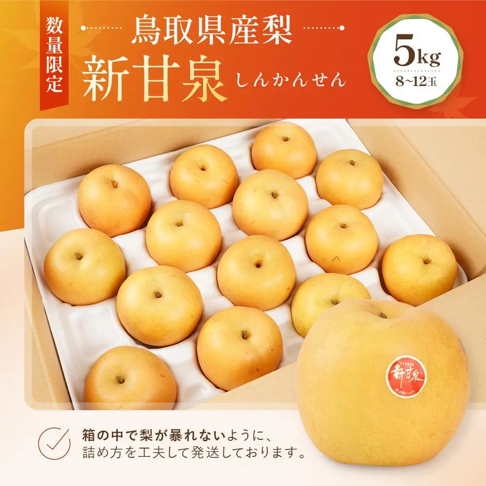 【先行予約】数量限定 鳥取県産梨 新甘泉（しんかんせん）5kg（8～12玉）|梨