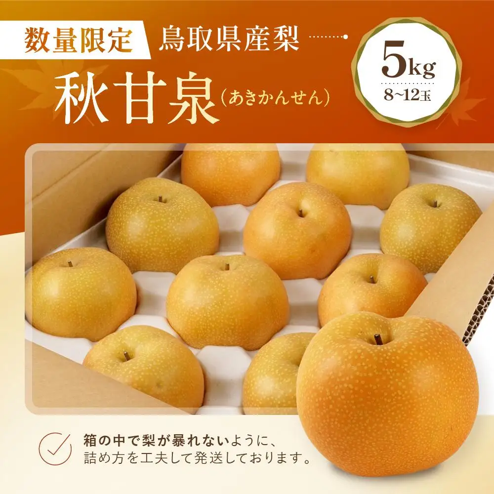 数量限定 鳥取県産梨 秋甘泉（あきかんせん） 5kg（8～12玉）|梨