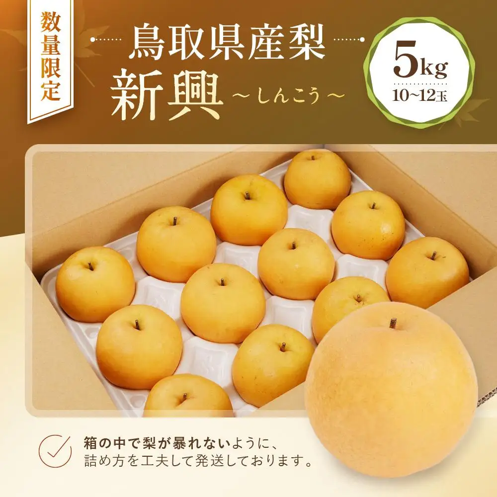 【先行予約】数量限定 鳥取県産梨 新興（しんこう） 5kg（10～12玉）|梨
