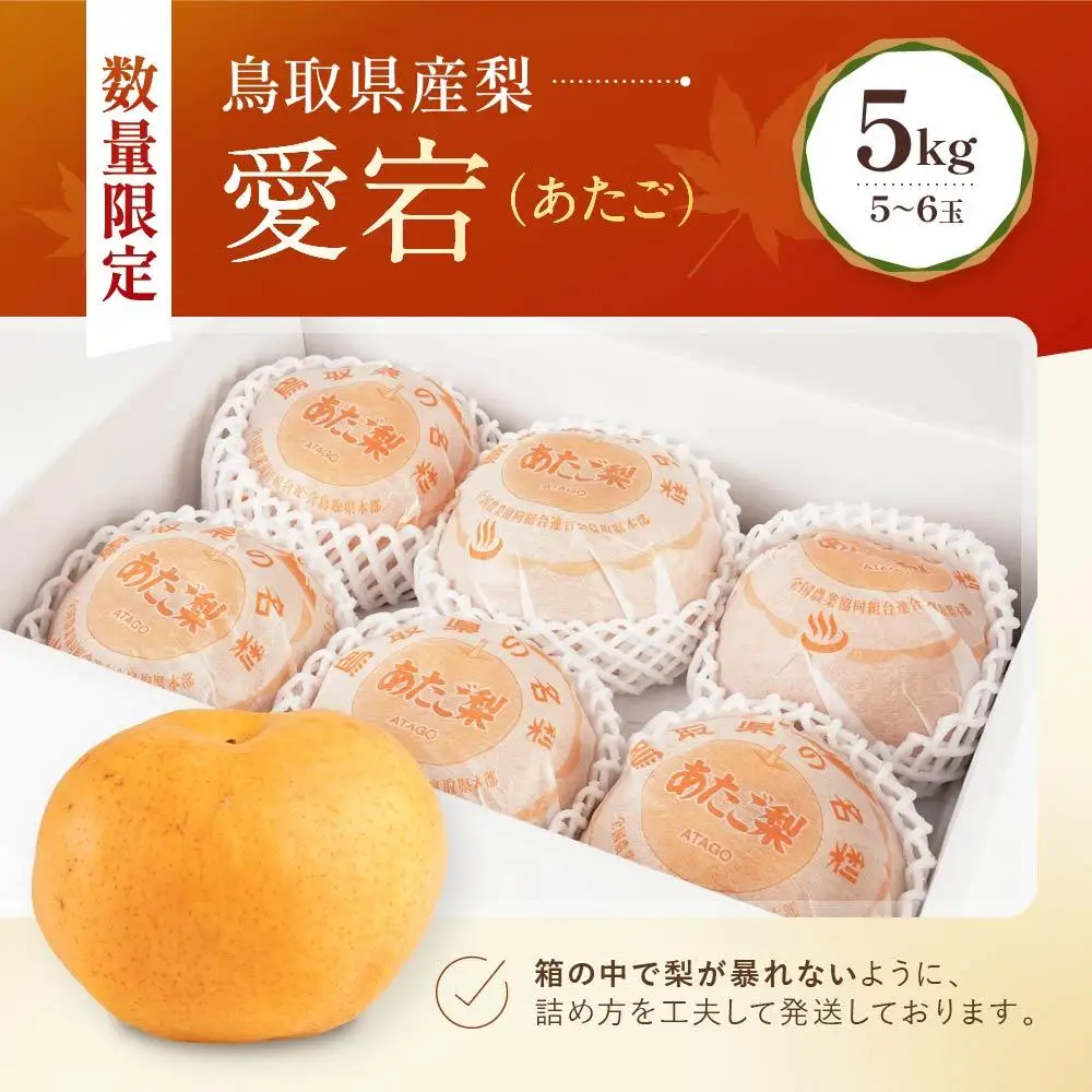 【先行予約】数量限定 鳥取県産梨 愛宕（あたご） 5kg（5～6玉）
