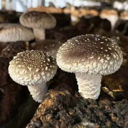 キノコでカラダを整える!新鮮きのこ詰め合わせ 中(7種類以上/10パック以上)【配送不可地域：離島】【1330947】