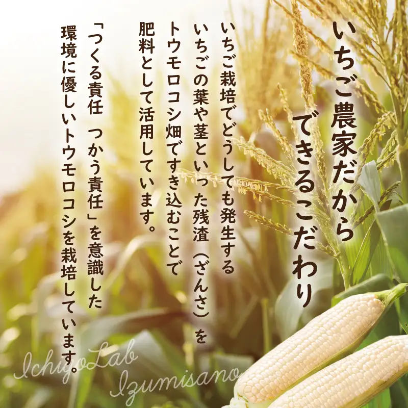 【先行予約】朝採り ホワイトコーン 8本セット