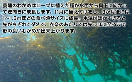 紀州衣奈産乾燥わかめ 150g×2パック（2026年産）［SL9］【sml906A】