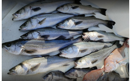 元魚屋の船長がご案内！ 船釣り体験チケット（10,000円分利用券）