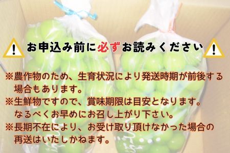 【南信州高森産】シャインマスカット 2房