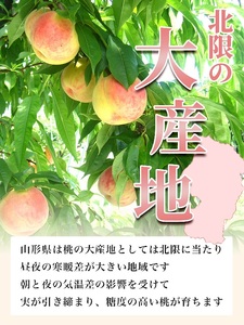 ＜先行予約＞白桃 秀品 3kg 【8月上旬～9月上旬発送】 品種おまかせ 山形県 朝日町産 フルーツ 山形産 桃 もも モモ ピーチ 果物 夏