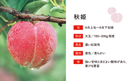 ＜先行予約＞プラム 秋姫 ２kg 大玉 2L以上 秀品 化粧詰め 【2026年９月中旬～９月下旬発送】 山形県 朝日町産 山形産 すもも スモモ フルーツ 果物 秋