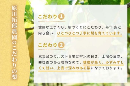 美祢市秋芳町産 二十世紀梨 （5~6玉）【先行予約：9月より発送予定】