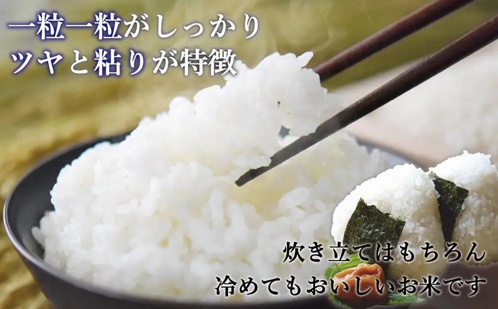 令和7年米 福岡県産 米 【無洗米】金のめし丸元気つくし 5kg | 無洗米 5kg お米 こめ 白米 ライス ブランド米