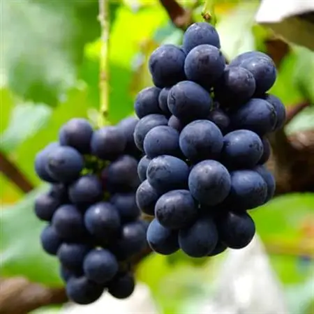厳選!濃厚大房ナガノパープル　秀品　2房(約1.2kg)【配送不可地域：離島】【1234911】