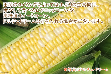 【期間限定発送】【糖度平均18度以上】とうもろこし 朝どれミラクルスイートコーン「味来」5kg箱 10～13本 [桑高農園 静岡県 吉田町 22424254]