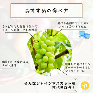 ジューシーなシャインマスカット 約1.8kg＜9月中旬より発送＞