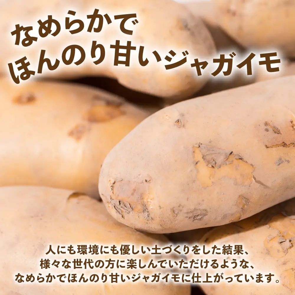 熊本県 八代市産 潮風薫る 新じゃがいも (メークイン) 10kg ジャガイモ メークイン 新じゃが カレー 肉じゃが 炒め物 野菜 芋 熊本県 八代市