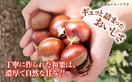 先行予約 むき栗 約500ｇ（約250g×2pc） 【すみれファーム】[ZEP059]