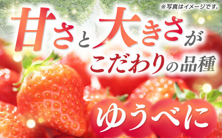 冷凍 いちご ゆうべに 約4kg【熊本ベリー】[ZER015]