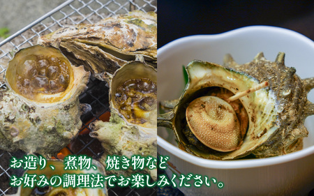 【先行予約】素潜りさざえ 2kg ※2026年7月上旬順次発送｜  北陸 厳選 さざえ [B-018006]