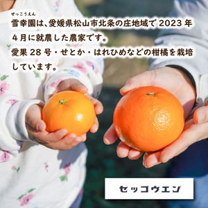 【2027年3月頃から順次発送】 せとか (家庭用) 約2kg |  みかん 柑橘 せとか  蜜柑 みかん 雪幸園 愛媛県 松山市【SKE003】