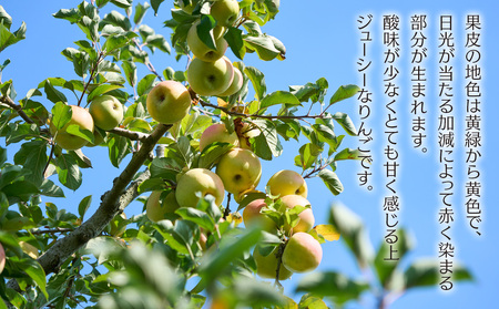 りんご ぐんま名月 4.5kg 14～18玉 贈答用 果物 くだもの フルーツ 林檎 リンゴ ぐんま名月りんご 信州りんご 旬の果物 旬のフルーツ ギフト 贈り物 プレゼント 長野 長野県 箕輪町