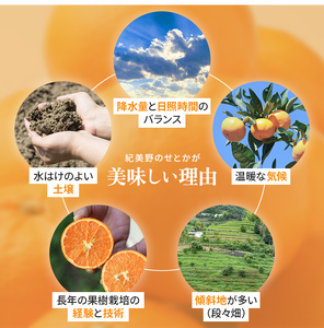 【先行予約・数量限定】 地元で大人気の 秀品 せとか 3kg 【M～2Lサイズ混合】【2027年3月中旬から2027年3月下旬頃に順次発送】〈味好農園〉 /ミカン 蜜柑 柑橘 フルーツ くだもの 果物 甘い ジューシー 果汁があふれる【agy014-p-3】