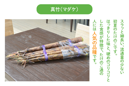 朝採り たけのこ 真竹 5kg AA038-1