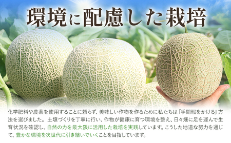 メロン 肥後グリーンメロン 大 2L ～ 3L サイズ 2玉 約1.6～2kg×2 MOTOYAMA358FARM 《2026年5月下旬-6月下旬頃出荷》 熊本県 菊池市 メロン 果物 フルーツ 九州産 国産 送料無料