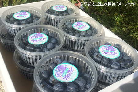 ブルームたっぷり！朝摘みブルーベリー800g（冷蔵）【8月～9月上旬発送分】　モリタ農園