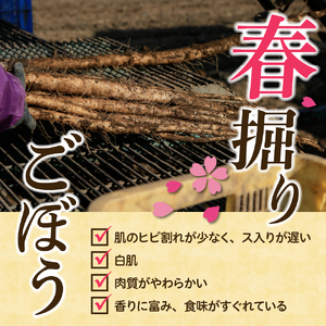 【先行受付】【2026年5月中旬より順次発送】北海道十勝芽室町 なまら十勝野 芽室町産 春掘りごぼう【柳川理想】M 5㎏ 野菜 根菜 ゴボウ きんぴら 炊き込みご飯 お取り寄せ 送料無料 北海道 十勝 芽室町me001-032c