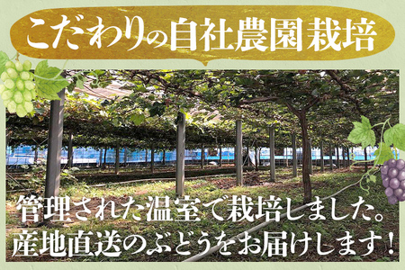 選べる ぶどう詰合せ（シャインマスカット＋珍しいぶどう） シャインマスカット ナガノパープル クイーンニーナ グロースクローネ 瀬戸ジャイアンツ 雄宝 マイハート 福岡県 九州 お取り寄せ 8月中旬～9月下旬順次発送