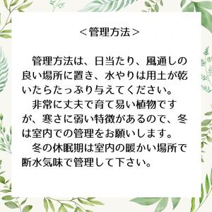 ユーフォルビアギラウミニアナ実生株 1本