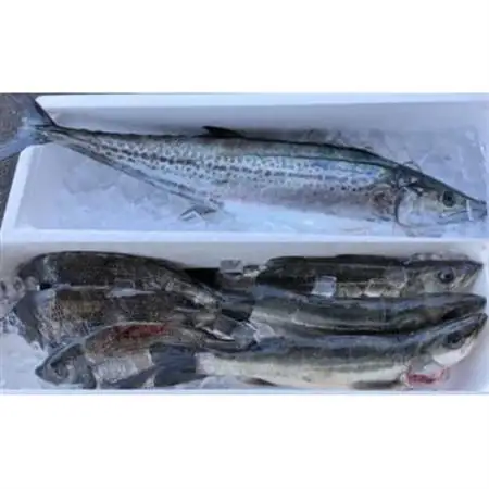 【冷蔵】朝どれ大阪湾で獲れた旬の鮮魚セット　約4kg_魚介・海産物  鮮魚 _【配送不可地域：離島・北海道・沖縄県・東北・関東・九州】【1492492】