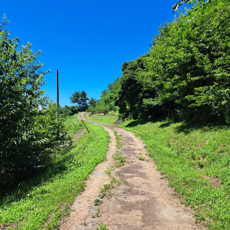 【先行予約】長野県産 サンプルーン 約1.8kg （2026年9月3日～25日出荷／ 北海道・沖縄・離島は配送不可）信州 セイヨウスモモ