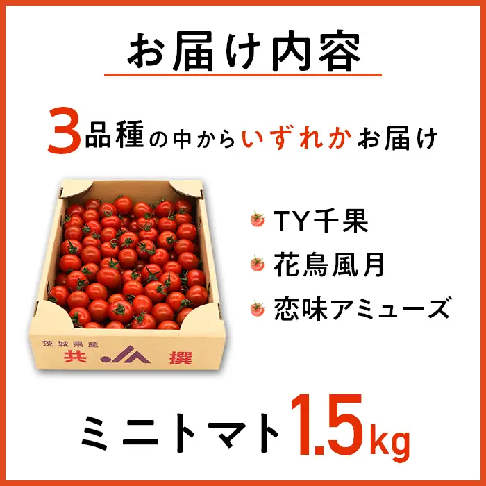 454 ミニトマト 1.5kg 甘い JA 水戸 茨城 2026年8月頃から順次発送予定