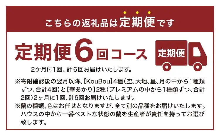 定期便 胡蝶蘭 熊本県産 ミディ 2本立ち×6回  【定期便6回】ミディ胡蝶蘭〈KouBou・華あかり〉 2本立ち
