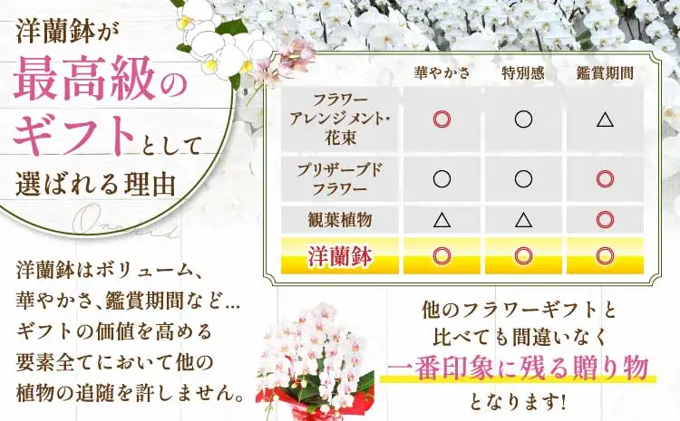 洋蘭 洋蘭ギフトS 鉢花 （高さ30～40cm） 【森水木のラン屋さん】