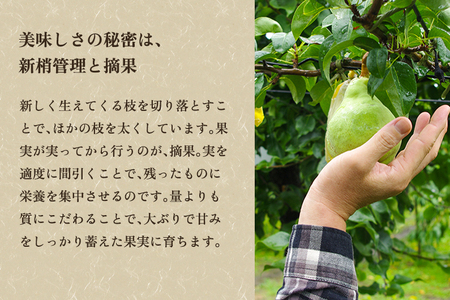 【2026年先行予約】新潟特産 幻の洋梨ル・レクチェ 4kg 《11月下旬から順次発送》 果物 フルーツ ギフト 加茂市産ル・レクチェ ルレクチェ 梨 西洋梨 加茂市 のざきファーム