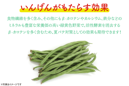 いんげん 訳あり 2kg 数量限定 いんげん豆