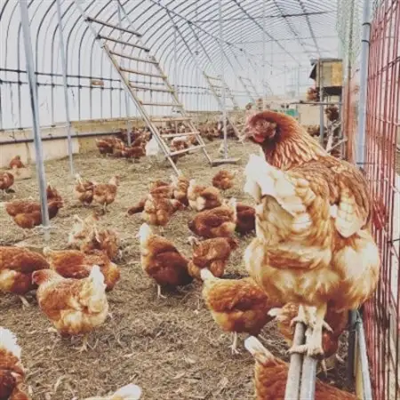 ファームモチツモタレツの平飼い自然有精卵20個_卵・乳製品 卵  たまご タマゴ 玉子_【配送不可地域：離島】【1506298】