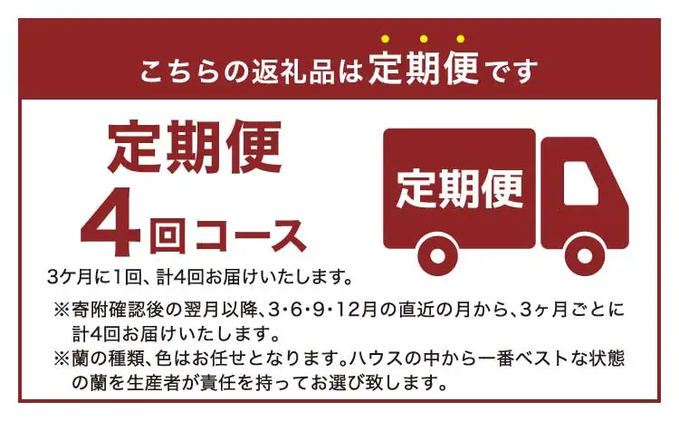 定期便 胡蝶蘭 熊本県産 ミディ 3本立ち×4回  【定期便4回】ミディ胡蝶蘭 3本立ち 洋蘭