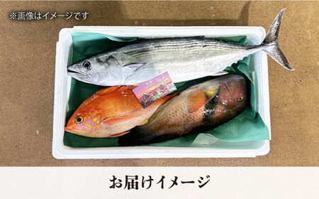 【五島列島直送】朝獲れ鮮魚セット6kg 五島市/鯛福丸水産[PDP012]   魚 鮮魚 セット 海鮮 直送 さかな 詰合せ 冷蔵