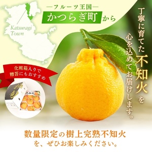 【先行予約】希少な樹上完熟　しらぬい（不知火） 秀品大玉 約2kg(6個) 2027年2月末～2027年3月末頃に順次発送予定（お届け日指定不可）/ 和歌山 みかん しらぬい 不知火 フルーツ 柑橘 蜜柑 果物 くだもの【kiy001A】