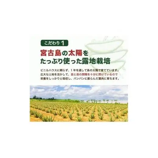 アロエベラ 苗 2株 沖縄・宮古島産｜有機JAS 観葉植物