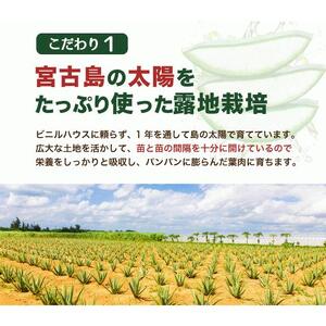 アロエベラ 苗 10株 沖縄・宮古島産｜有機JAS 観葉植物