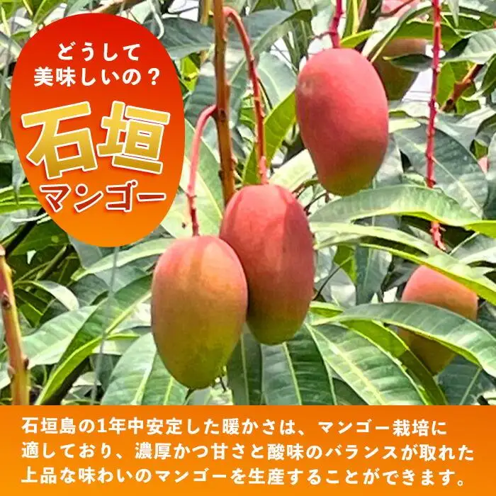 【訳あり】石垣島産 マンゴー (アーウィン種)  9～12玉(箱含め約5kg) 