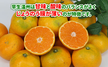 贈答用 早生みかん 宮川早生 5kg 植村農園 早生 わせ 贈答 ギフト プレゼント 果物 フルーツ 柑橘 みかん 蜜柑 産地直送 農家直送 数量限定 国産 愛媛 宇和島 B010-153008