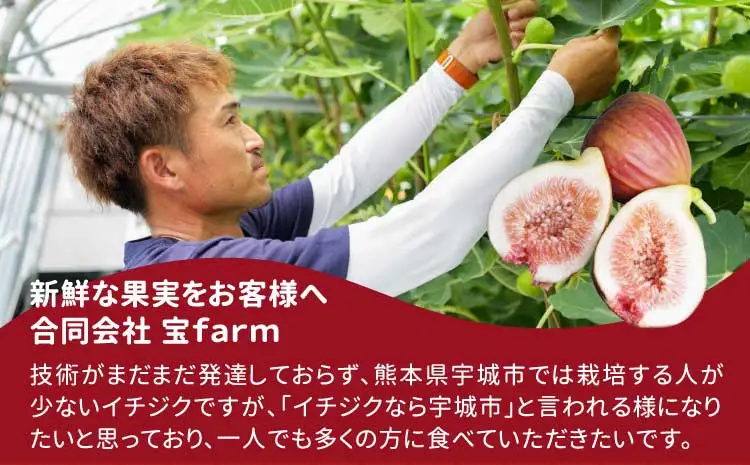 【先行予約】 イチジク ハウスイチジク 約1kg（約250g×4パック） 【合同会社宝Farm】 【2026年5月下旬～8月下旬頃順次発送予定】※離島配送不可 宇城市産イチジク 国産イチジク 熊本県産イチジク 